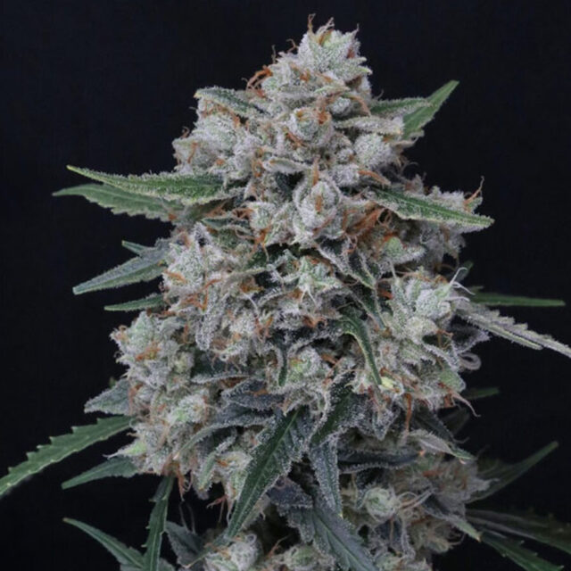 Whipped Runtz Auto de Pure Instinto