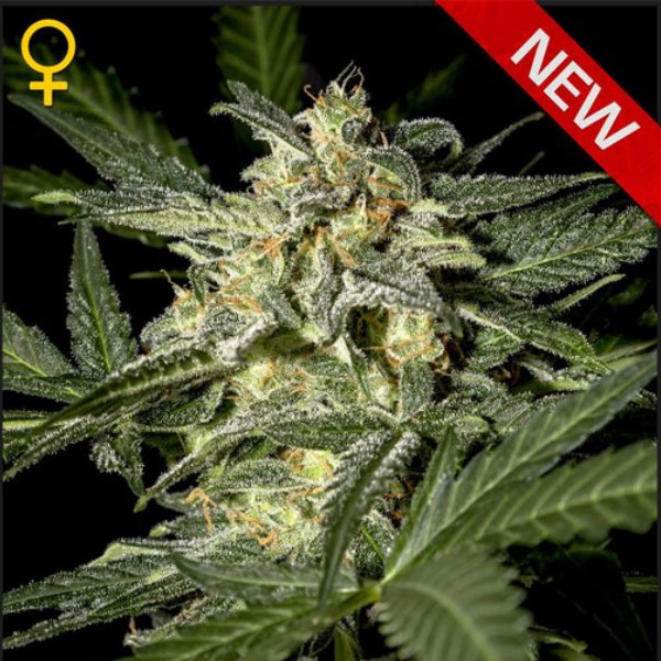 White Widow Auto de Green House
