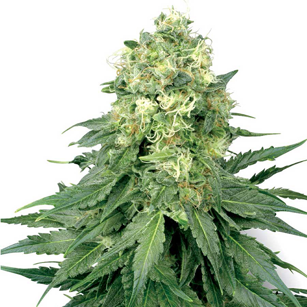 White Widow Auto de White Label