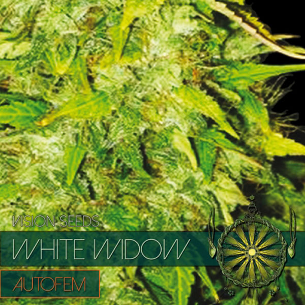 White Widow Auto de Vision Seeds