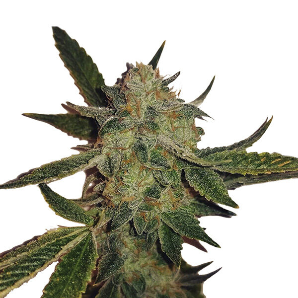 White Widow Auto de Nirvana