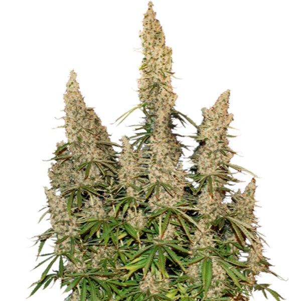 White Widow Auto de Seedstockers