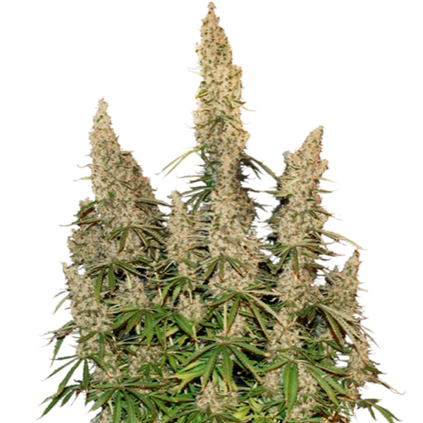 White Widow Auto de Seedstockers