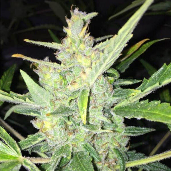 White Widow X Big Bud Auto de Female Seeds
