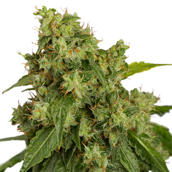 Xtreme Auto de Dutch Passion
