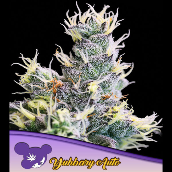 Yuhbary Auto de Anesia Seeds