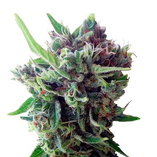 Zamaldelica Auto de Ace Seeds