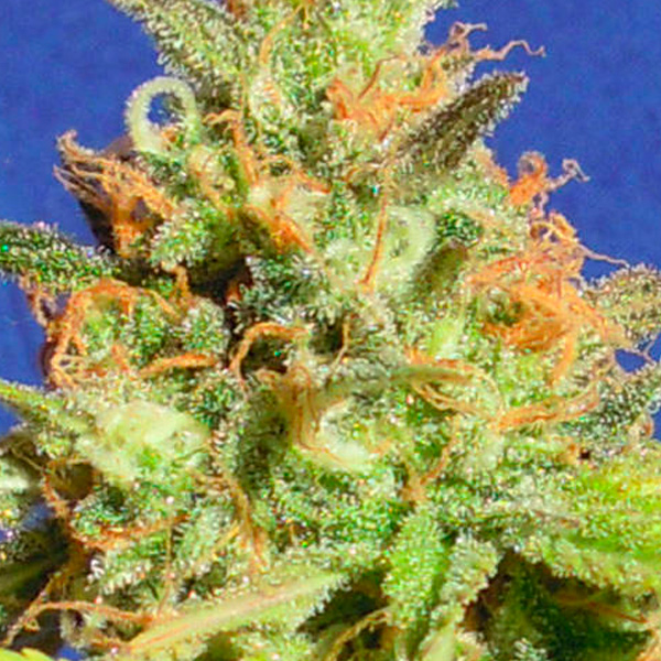 Zkittlez Auto de Original Sensible Seeds