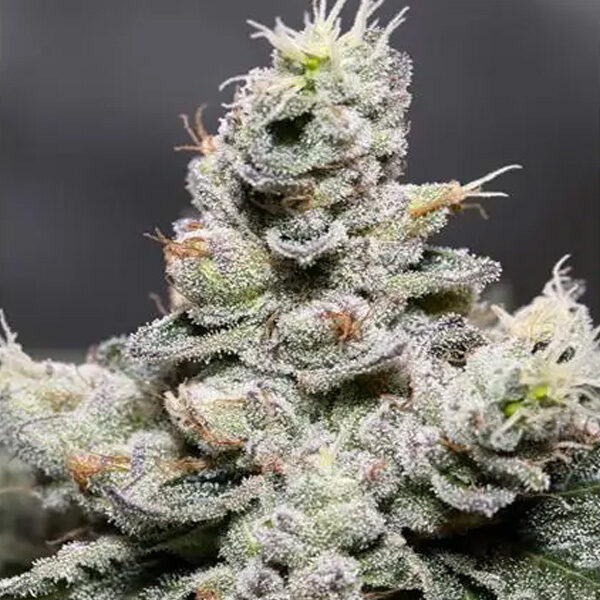 Zkittlez Auto de Vision Seeds