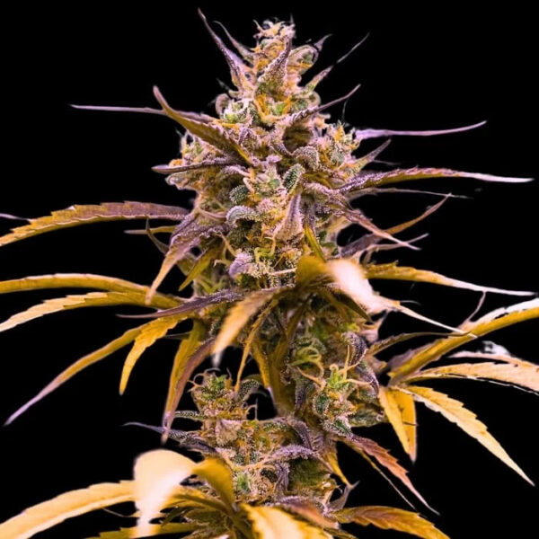 Zoap Auto de Empire Seeds Bank