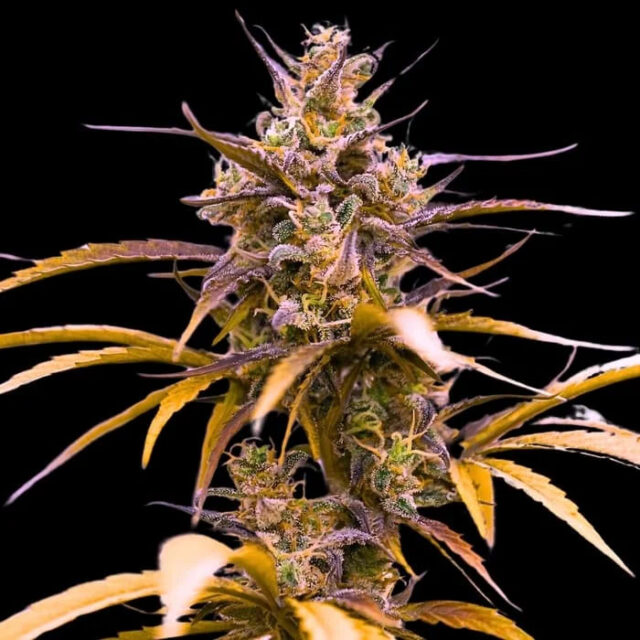 Zoap Auto de Empire Seeds Bank