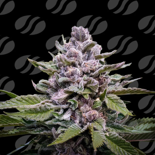 Zoapaya Auto de Original Sensible Seeds