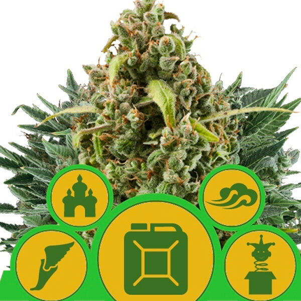 Autoflowering Mix feminizada de Royal Queen