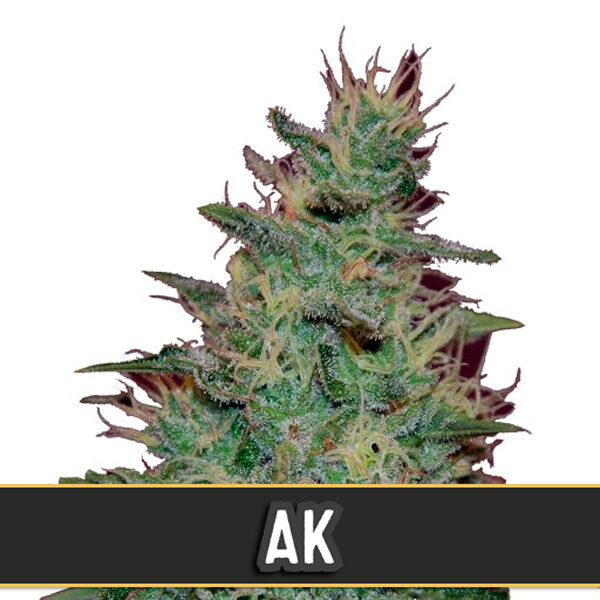 Automatic AK feminizada de Blimburn Seeds