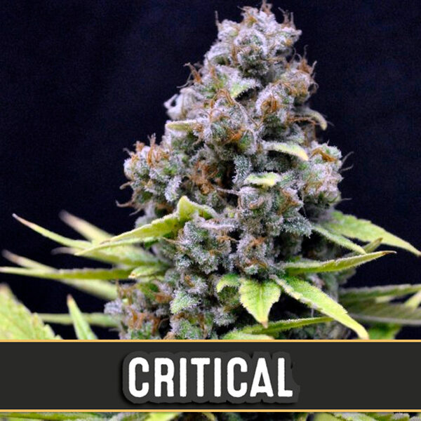 Automatic Critical feminizada de Blimburn Seeds