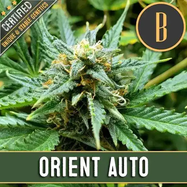 Automatic Orient feminizada de Blimburn Seeds