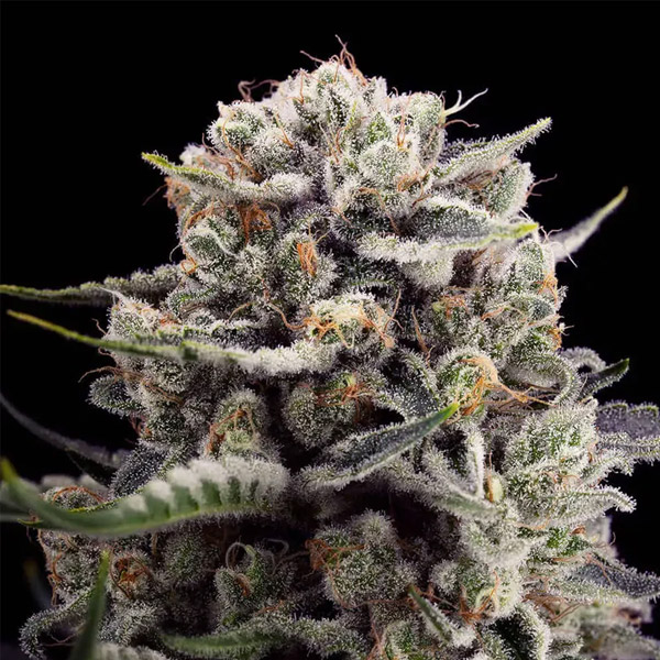 B 45 By Booba feminizada de Silent Seeds
