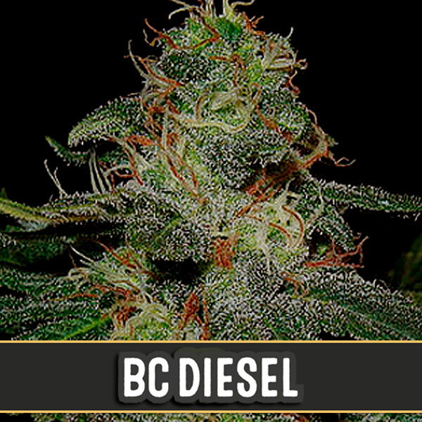 Bc Diesel feminizada de Blimburn Seeds