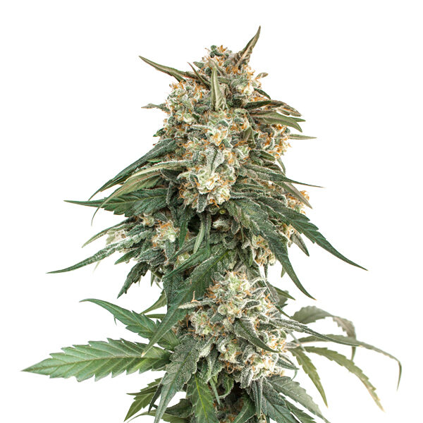Bcn Critical XXL Fast feminizada de Seedstockers