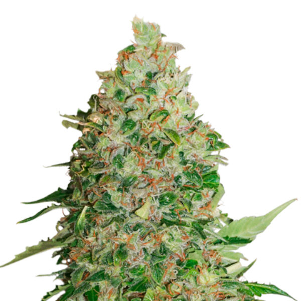 Bcn Critical XXL feminizada de Seedstockers