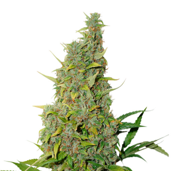 Bcn Power Plant feminizada de Seedstockers