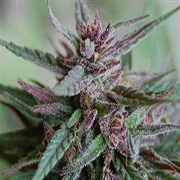 Bahia Black Head feminizada de K.c. Brains