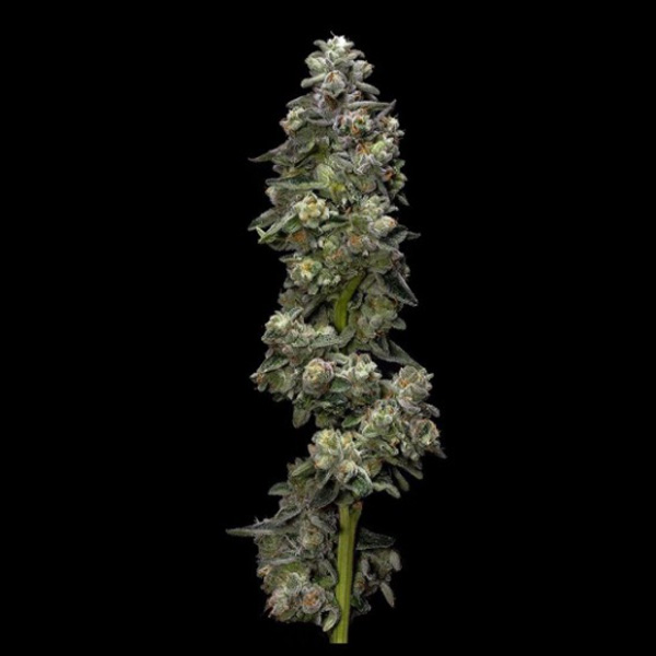 Baker´s Delight feminizada de Dna Genetics