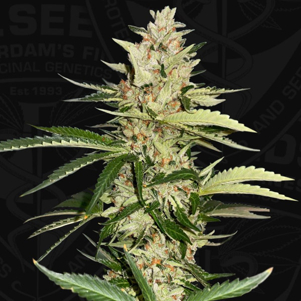 Banana Candy Krush feminizada de T.h. Seeds