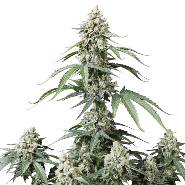 Banana Cherry Cookies Auto de Fast Buds