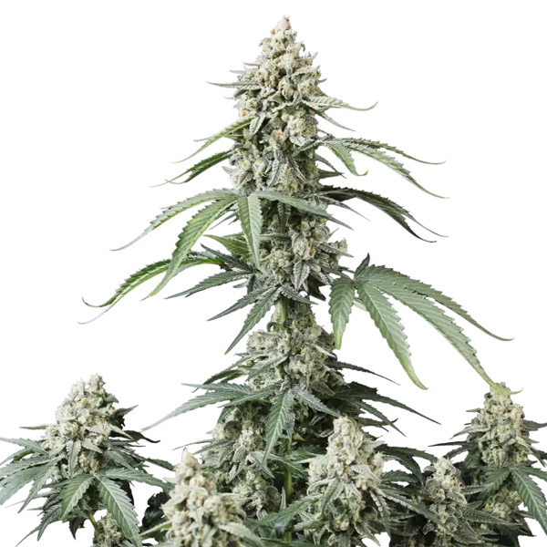 Banana Cherry Cookies Auto de Fast Buds