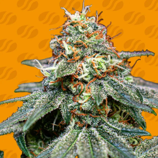 Banana Cream OG feminizada de Original Sensible Seeds