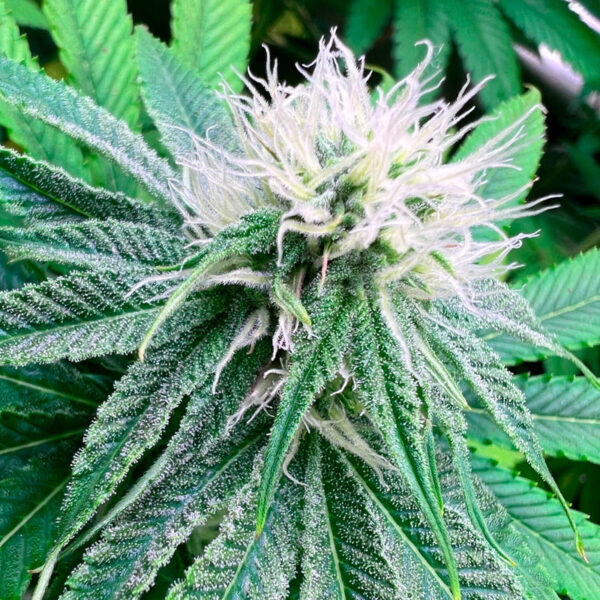 Banana Dessert S1 feminizada de R-kiem Seeds