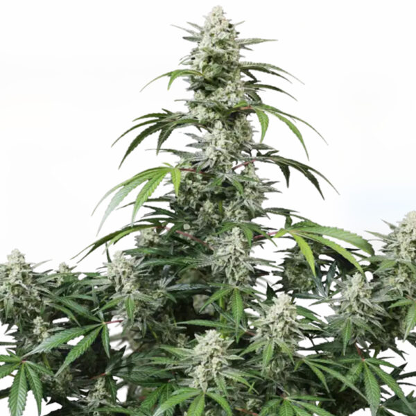 Banana Frost Auto de Fast Buds