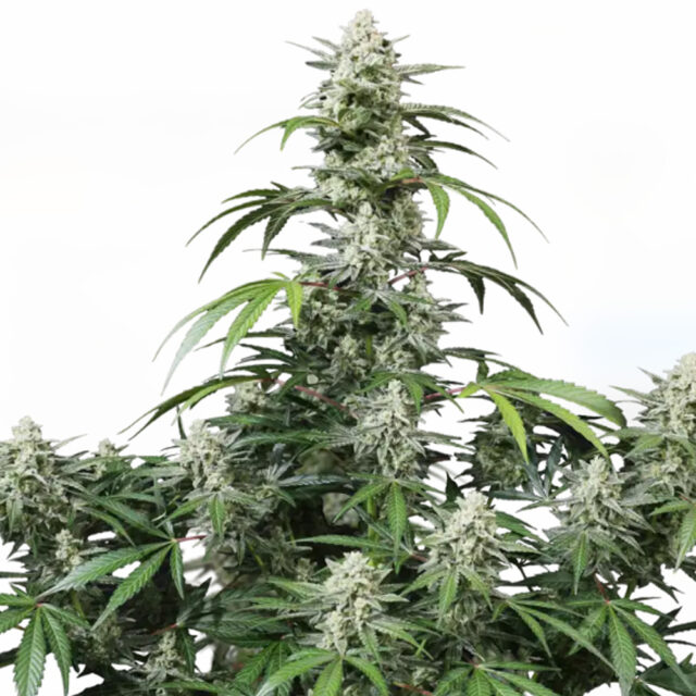 Banana Frost Auto de Fast Buds