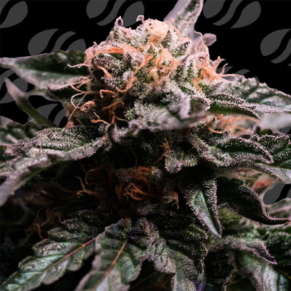 Banana Fumes feminizada de Original Sensible Seeds