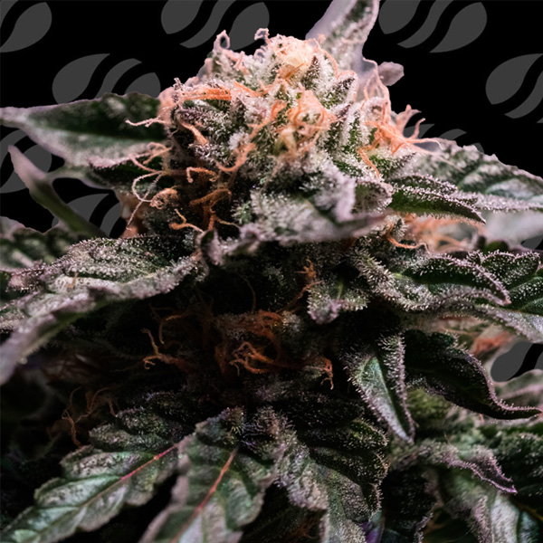 Banana Fumes feminizada de Original Sensible Seeds