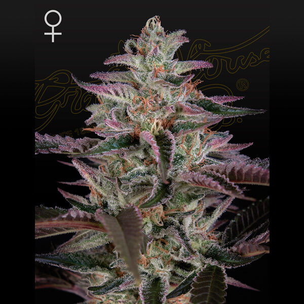 Banana Krumble feminizada de Green House