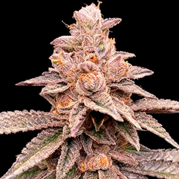 Banana Latte feminizada de G13 Labs