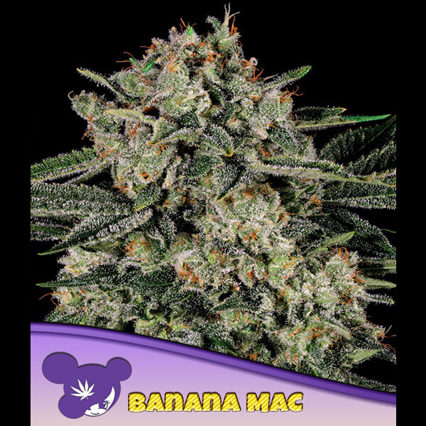 Banana Mac feminizada de Anesia Seeds