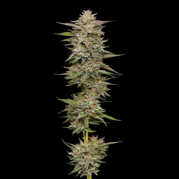 Banana OG feminizada de Humboldt Seeds Company