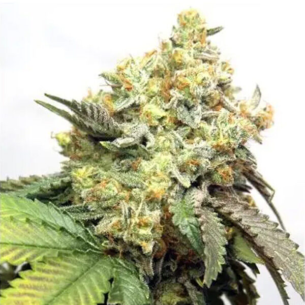 Banana Punch feminizada de Vision Seeds