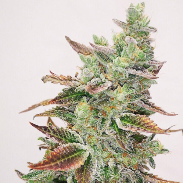 Banana Purp feminizada de Medical Seeds