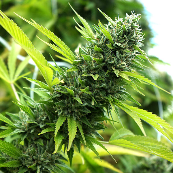 Banana Sapphire feminizada de Humboldt Seed Organization