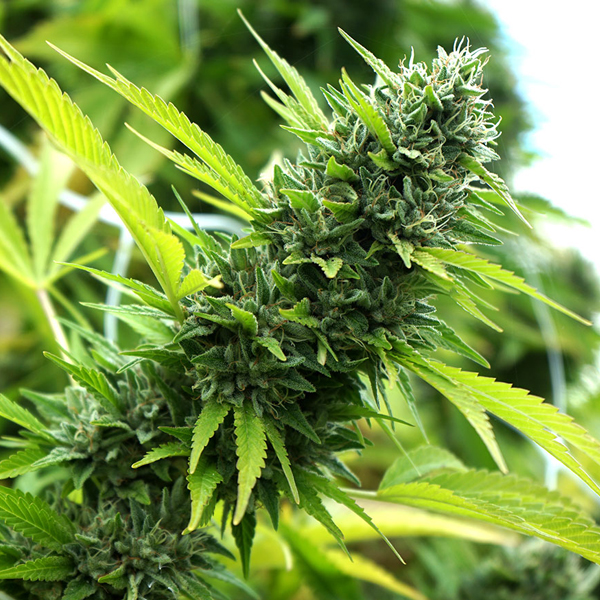 Banana Sapphire feminizada de Humboldt Seed Organization