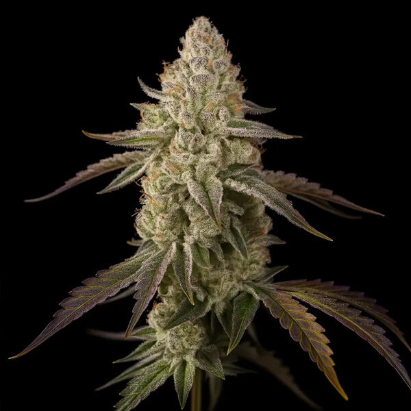 Banana Velvet OG Triploid feminizada de Triploid Genetics