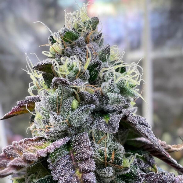 Bananukis feminizada de R-kiem Seeds