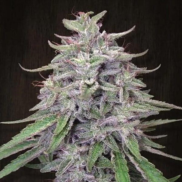 Bangi Haze regular de Ace Seeds