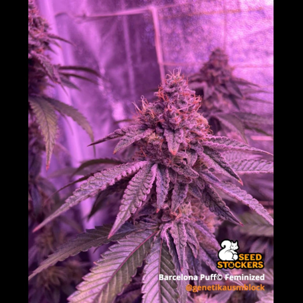 Barcelona Puff feminizada de Seedstockers