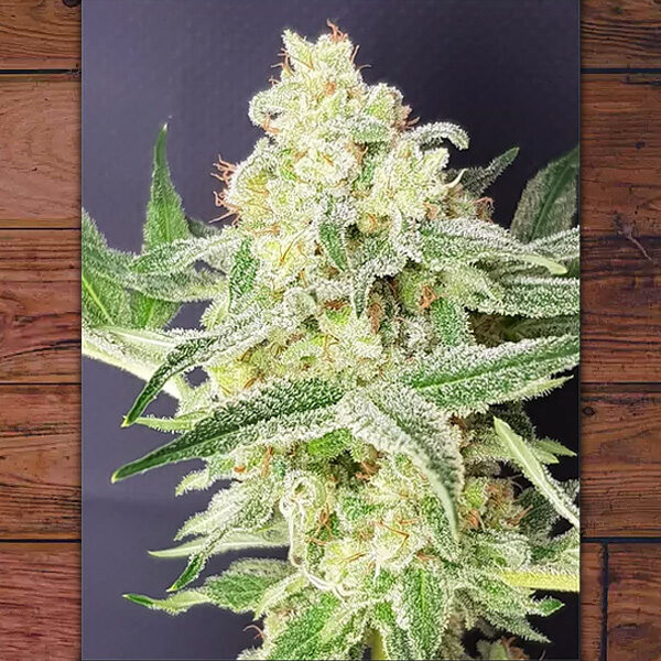 Barney Kid feminizada de The Outlaw Seeds
