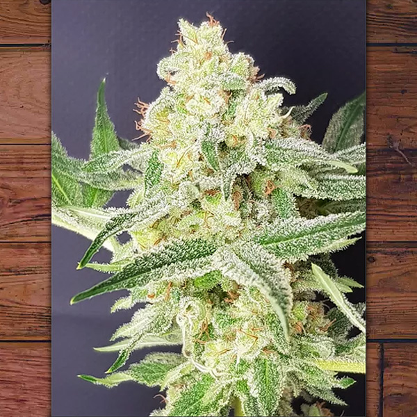Barney Kid feminizada de The Outlaw Seeds